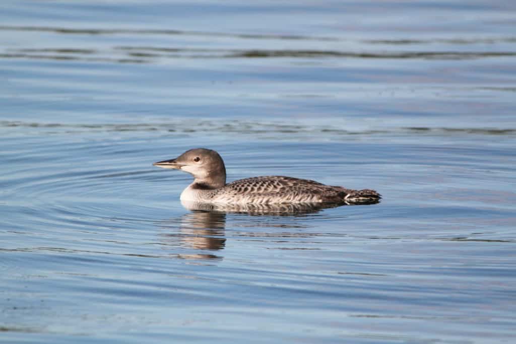 Loon Baby