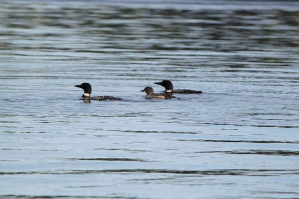 Loon Family