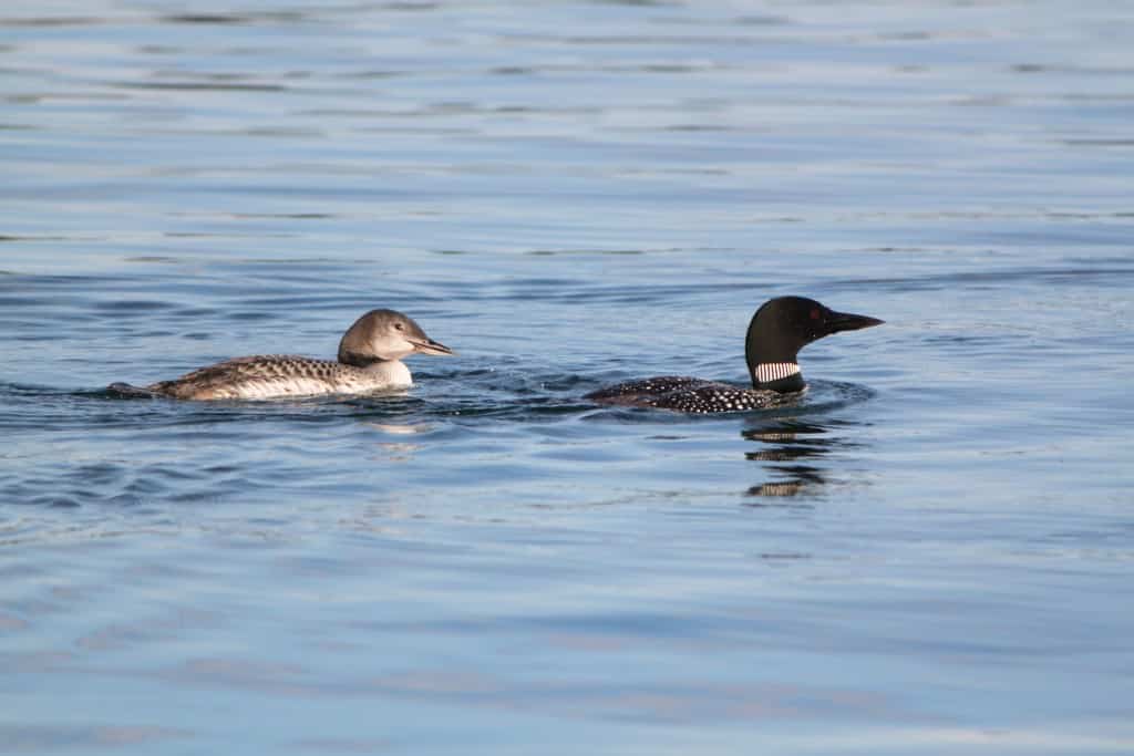 Mom and Baby swimming south